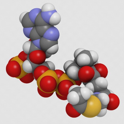 Argireline (Acetyl Hexapeptide-3)