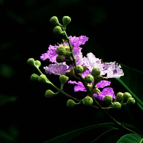 Extracto de Hoja de Banabá