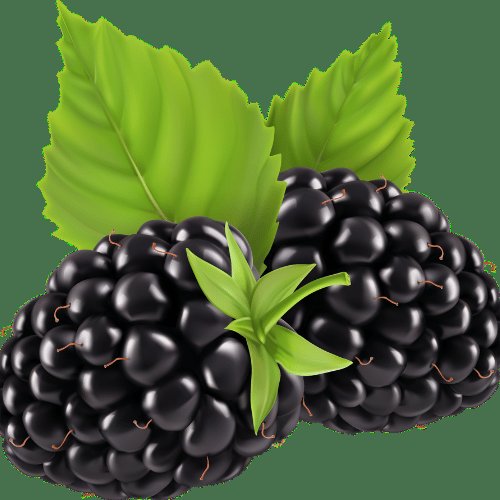 Mora (Rubus plicatus)