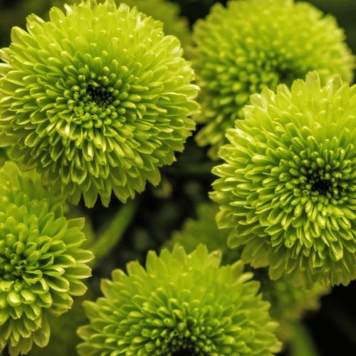 Clavo (Carnation)