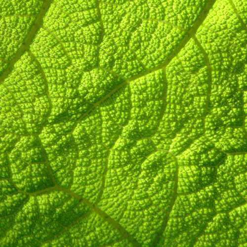 Celulosa Vegetal