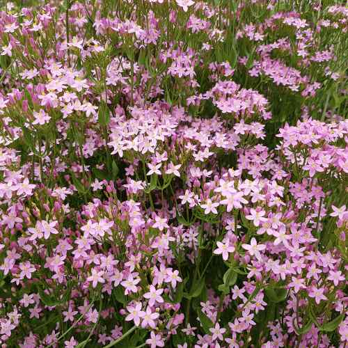 Centaurium