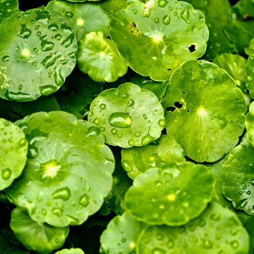 Extracto de Centella Asiática