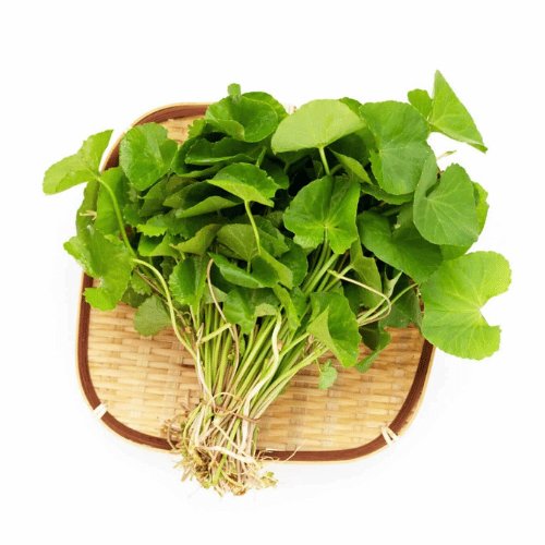 Extracto de Centella Asiática