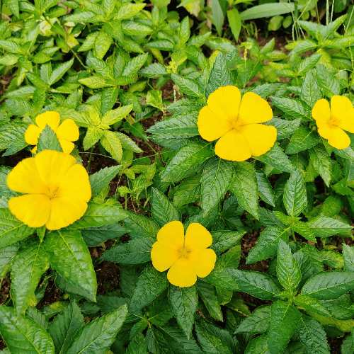 Damiana