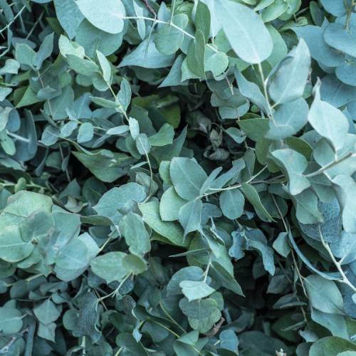 Aceite de Eucalipto