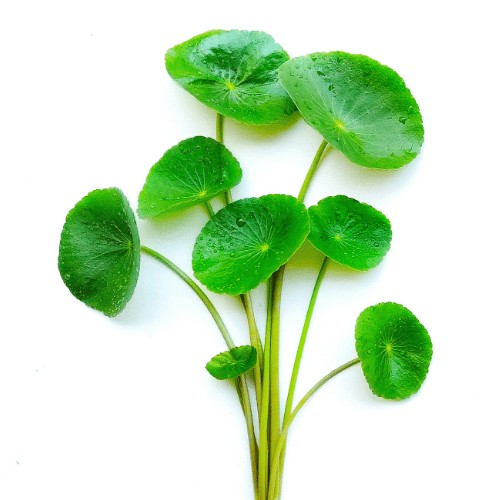 Extracto de Gotu Kola y Polvo de Hongos Shitake