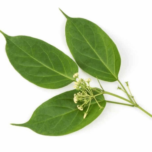 Extracto de Gymnema Sylvestre