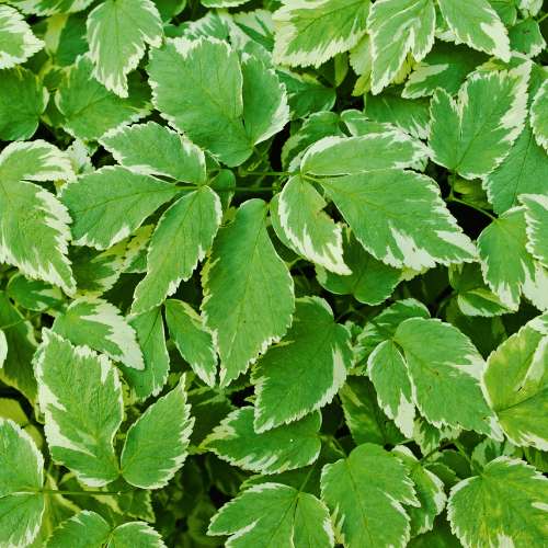 Horny Goat Weed Extract