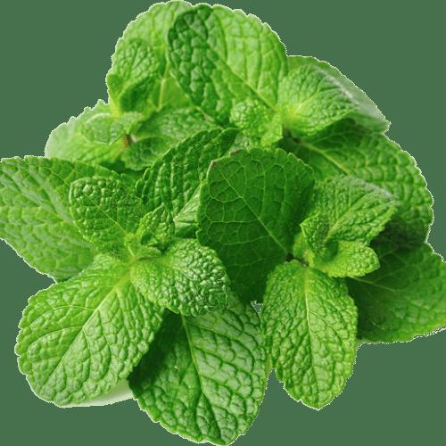 Hojas de Menta (Mentha spicata)