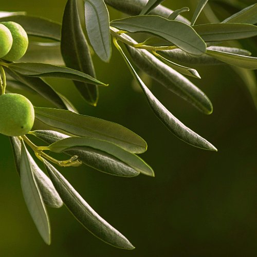 Extracto de Hoja de Olivo