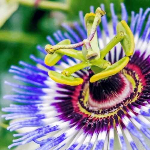 Extracto de Raíz de Pasiflora