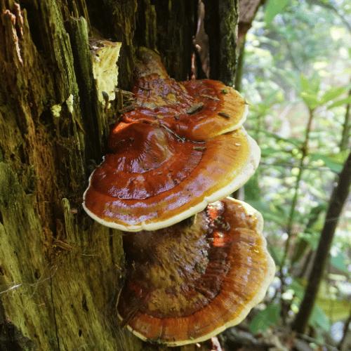 Extracto de Hongos Reishi y Extracto de Semillas de Granada