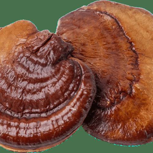 Extracto de Hongo Reishi (Ganoderma lucidum)