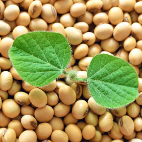 Soya